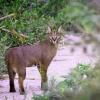 Male caracal